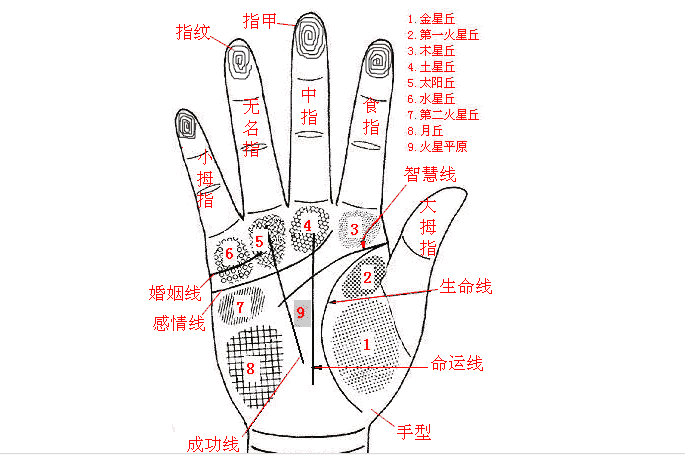 手相入门基础知识普及之：认识三纹五线及其作用2