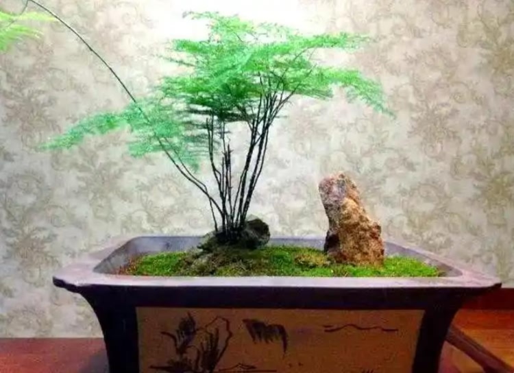 文竹