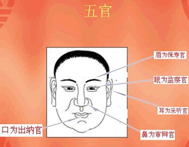 面相耳朵图解【最详细版】