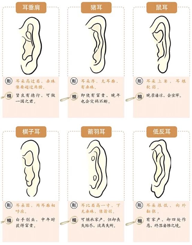 面相耳朵图解【最详细版】13