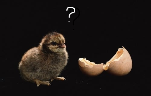 先有鸡还是先有蛋？